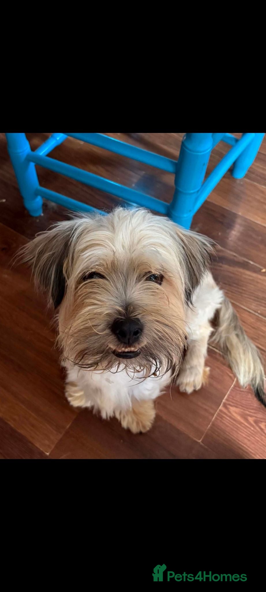 Mixed Breed dogs CASPER 6KG BICHON MIX - Advert 2