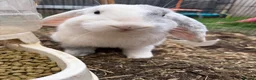Mini Lop rabbits for sale: 2 Male Mini Lops  - Advert 3