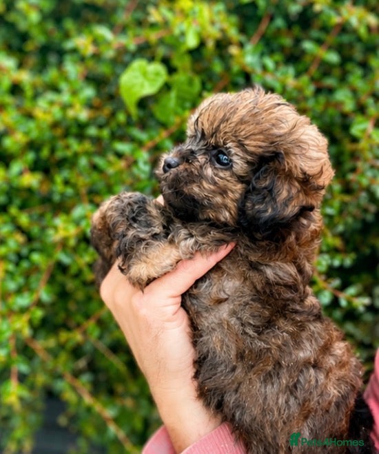 Shih Tzu dogs Shihtzu-Poodle mix Toy shihpoo puppies  - Advert 2