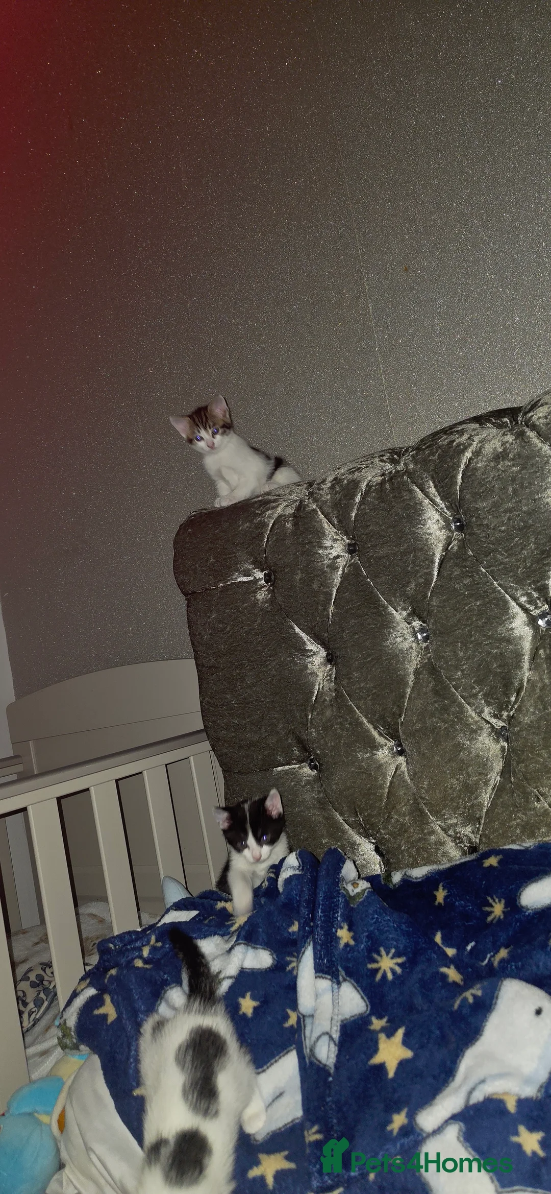 British Shorthair cats for sale: Beautiful kittens  - Advert 2