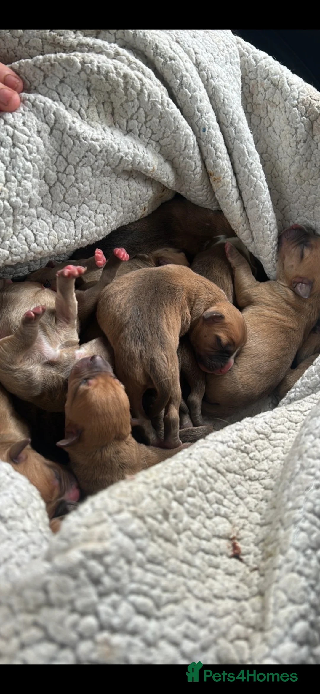 Mixed Breed dogs for sale: Bully staffy pups  - Advert 6