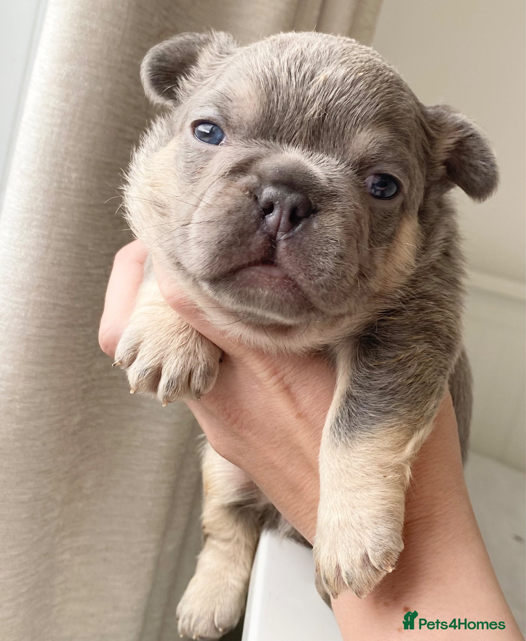 French Bulldog dogs LILAC AND TAN FRENCH BULLDOG PUPS  - Advert 3
