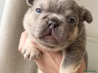 French Bulldog dogs LILAC AND TAN FRENCH BULLDOG PUPS - Advert 3