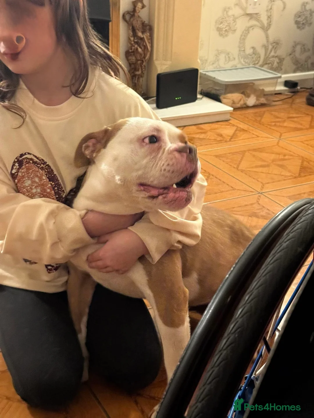 Old Tyme Bulldog dogs for sale: Beloved Old English Bulldog  - Advert 6