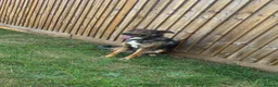 Mixed Breed dogs for sale: My name is Spirit  in Market Drayton - Advert 1