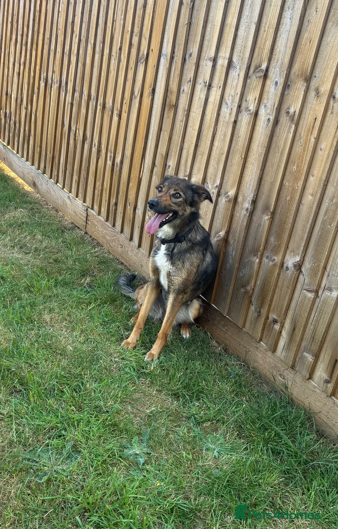 Mixed Breed dogs for sale: My name is Spirit  in Market Drayton - Advert 1