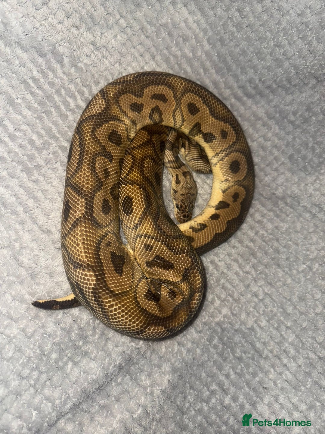 Python Snake reptiles for sale: 11x royal pythons  - Advert 12