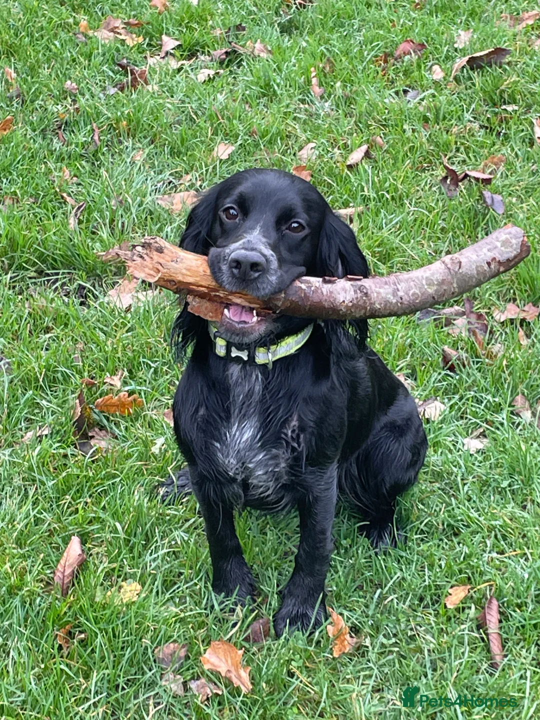 Mixed Breed dogs for sale: Stunning Docker puppies - Advert 1