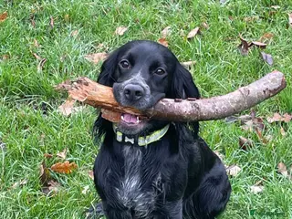 Mixed Breed dogs Stunning Docker puppies - Advert 1