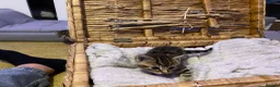 Ragdoll cats for sale: Cute kittens - Advert 5