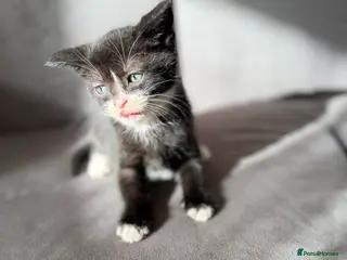 Mixed Breed cats Litter of 6 Kittens - Advert 1