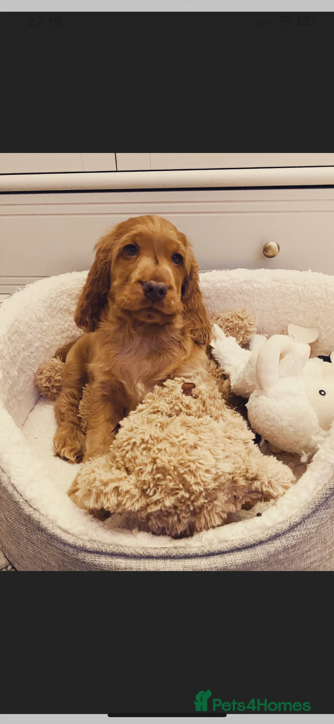 Cocker Spaniel dogs for stud: Extensively Health Tested Show Cocker Spaniel  in Leicester - Advert 10