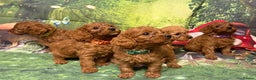 Cavapoo dogs for sale: Lovely litter of F1 Cavapoos - Advert 1