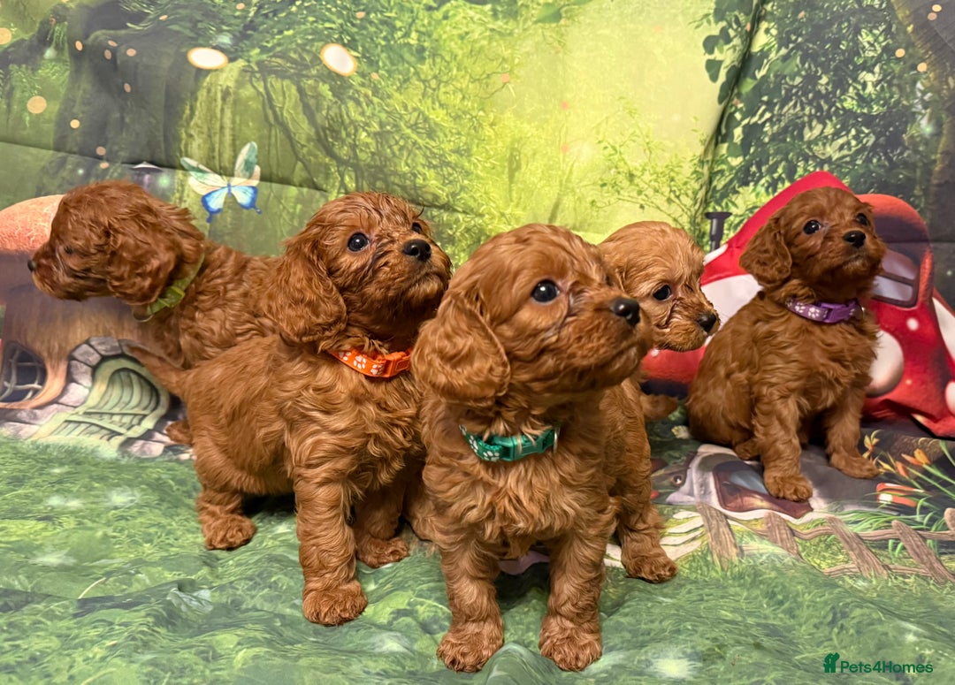Cavapoo dogs for sale: Lovely litter of F1 Cavapoos - Advert 1