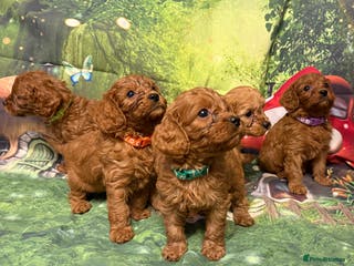 Cavapoo dogs Lovely litter of F1 Cavapoos - Advert 14