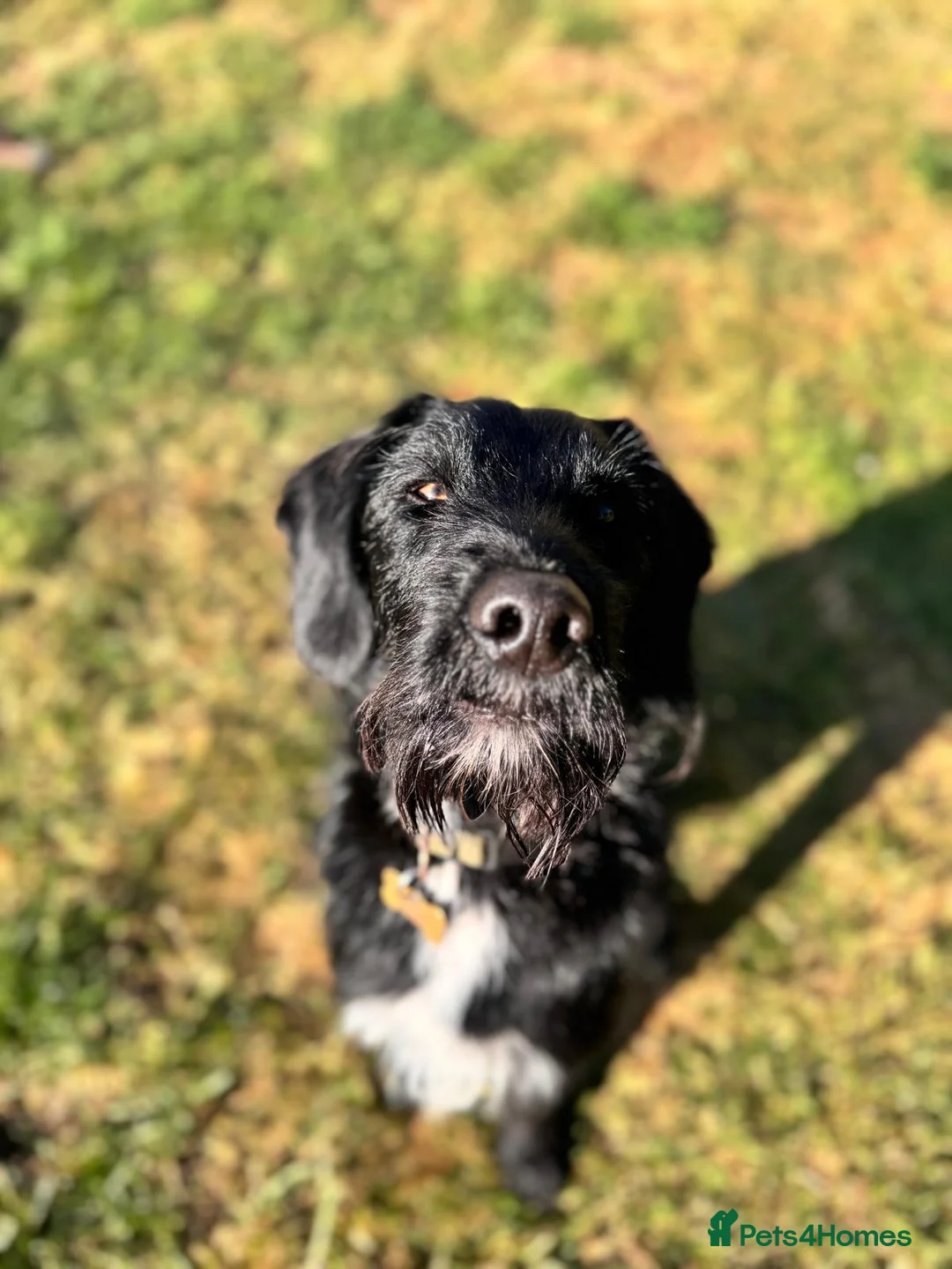 Labradoodle dogs for stud: F1b Miniature Labradoodle (Fully Health Tested) - Advert 12