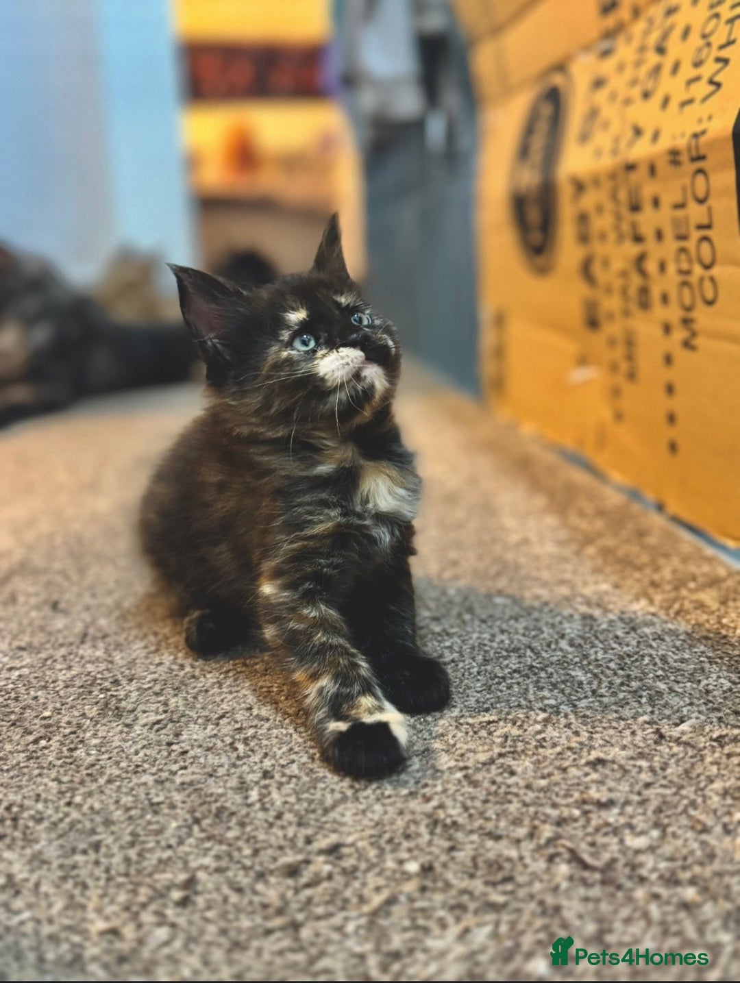 Maine Coon cats for sale: Maine coon kittens  - Image 7