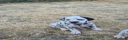 Dalmatian dogs for sale: Litter of pure Dalmatian puppies - Advert 29