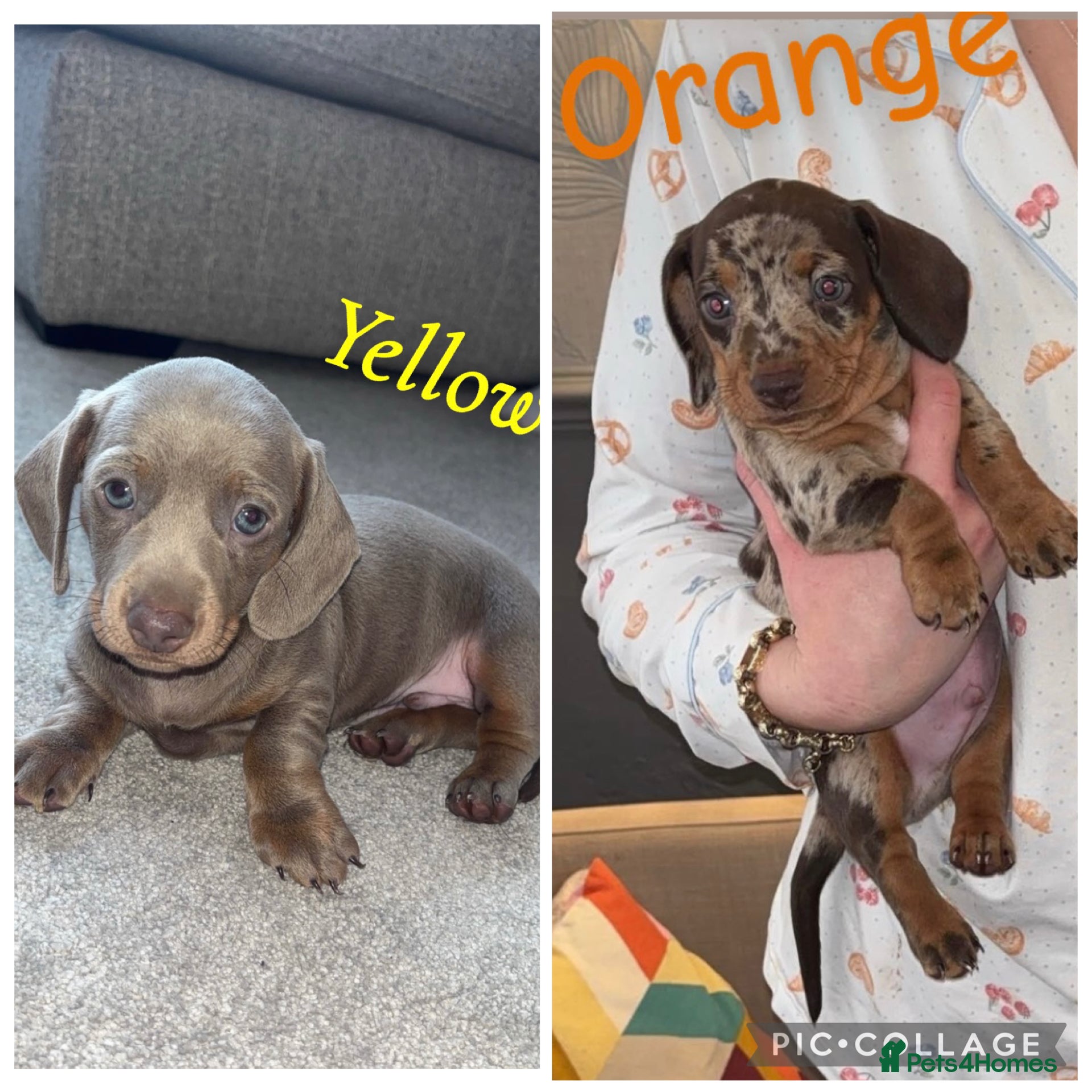 Miniature Dachshund dogs Miniature Dachshund - KC registered  - Advert 2