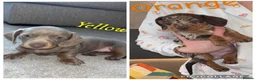 Miniature Dachshund dogs for sale: Miniature Dachshund - KC registered  - Advert 1