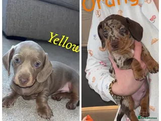 Miniature Dachshund dogs Miniature Dachshund - KC registered - Advert 3