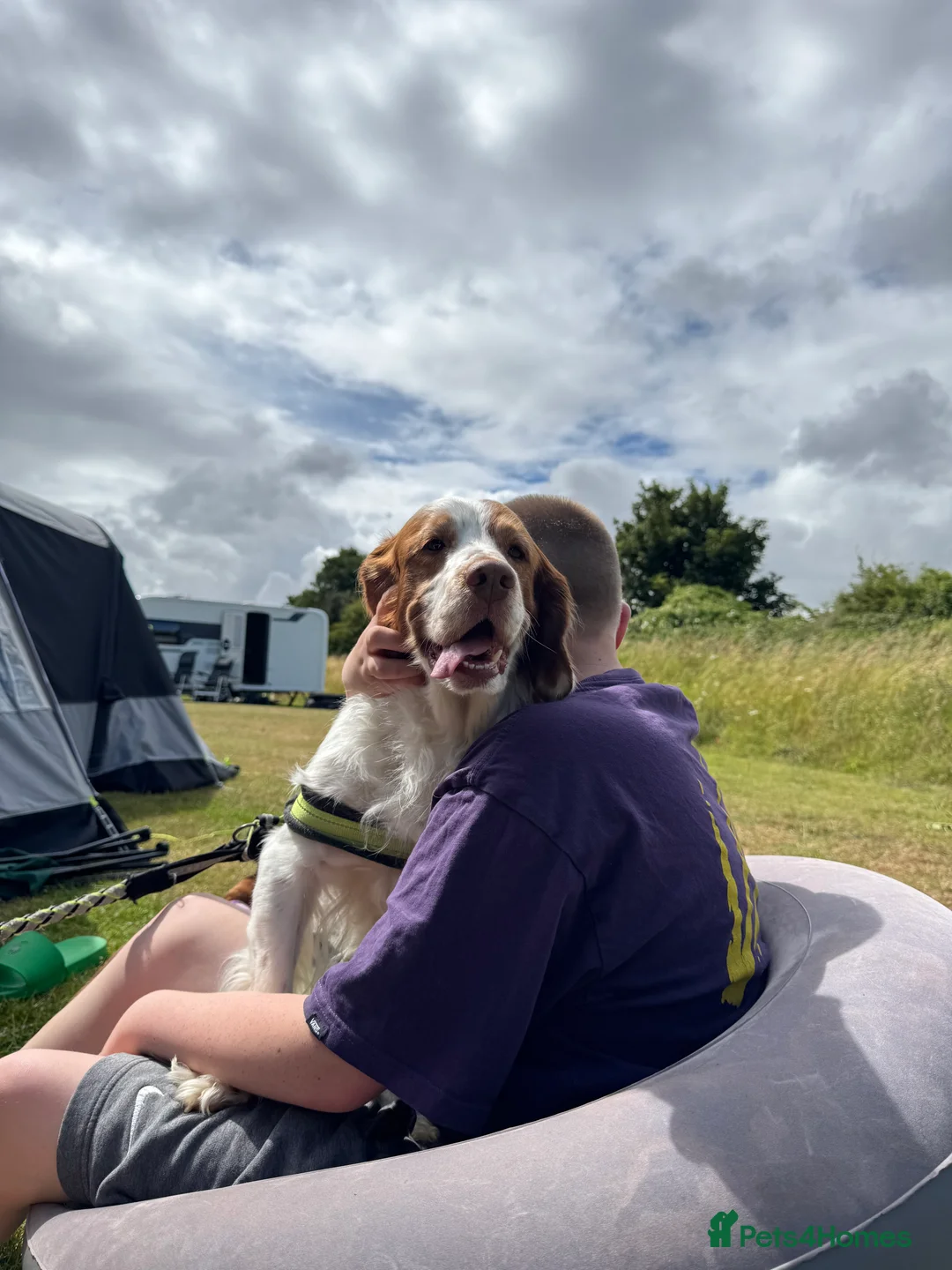 Mixed Breed dogs for sale: Oscar - clumber spaniel/springer spaniel - Advert 4