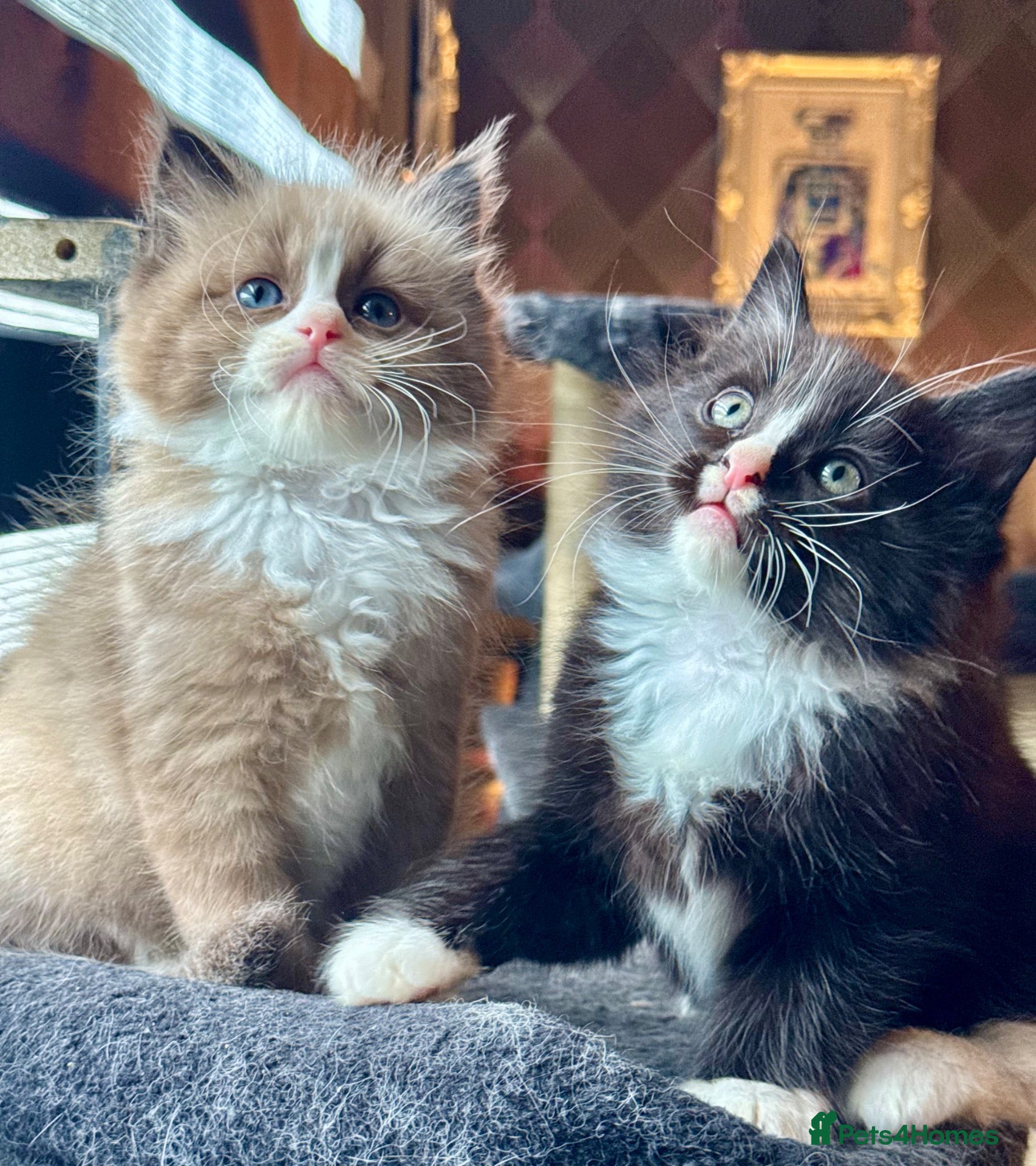 Ragdoll cats TICA Reg Rare Cherubim Ragdolls - Advert 14