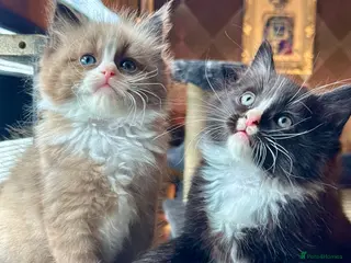 Ragdoll cats TICA Reg Rare Cherubim Ragdolls - Advert 9