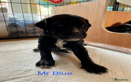 Mixed Breed dogs for sale: Dalmador Puppies for sale - Image 13