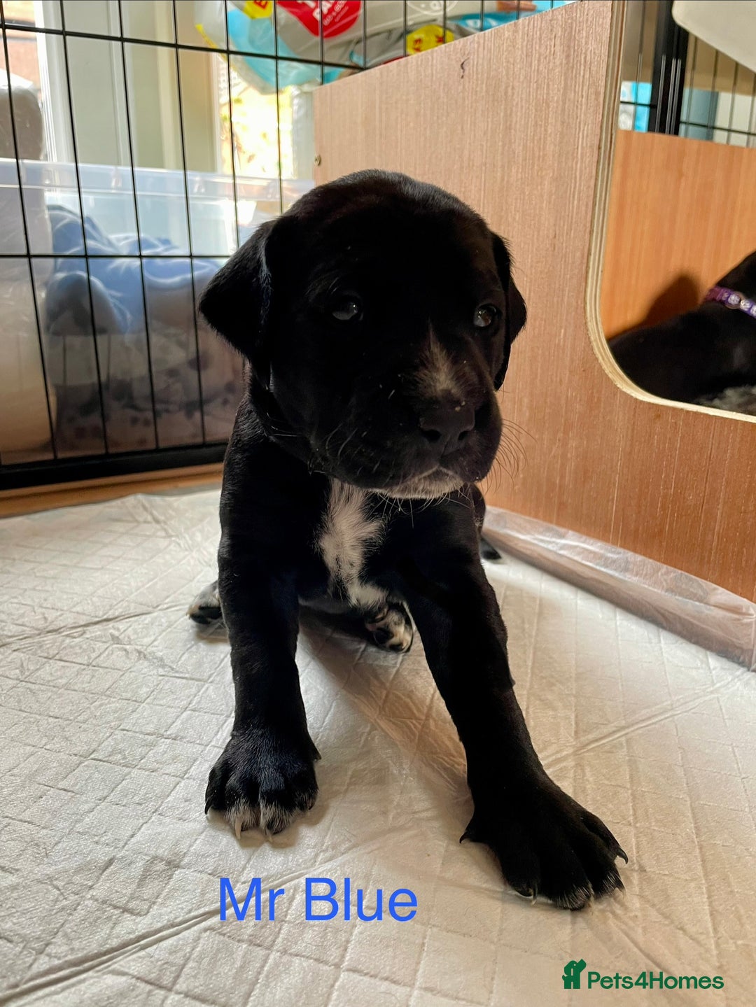 Mixed Breed dogs for sale: Dalmador Puppies for sale - Image 13