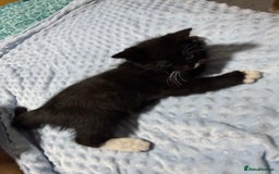 Mixed Breed cats for sale: Mixed Breed Kitten - Image 1