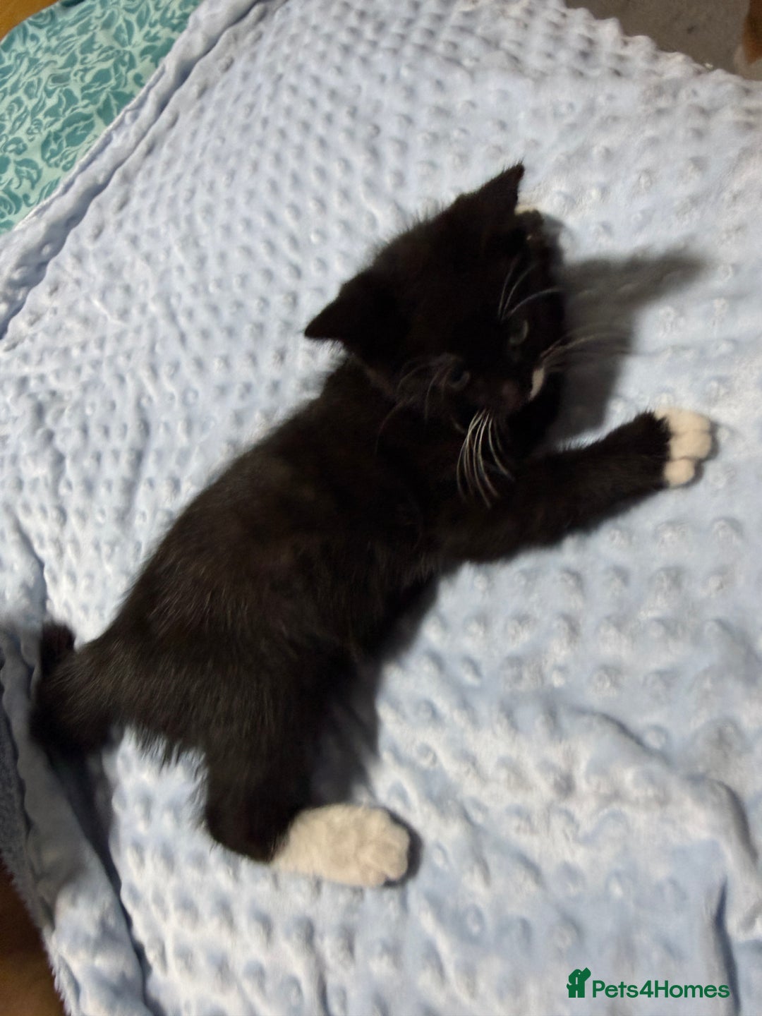 Mixed Breed cats for sale: Mixed Breed Kitten - Image 1