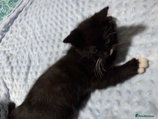 Mixed Breed cats - Advert 35