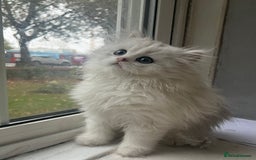 Persian cats for sale: 9 Week Old Persian Playful Kitten - Image 6
