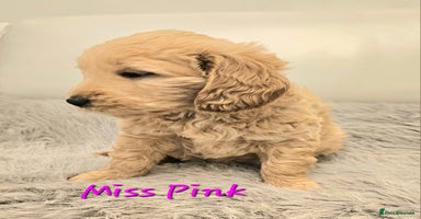 Goldendoodle dogs - Advert 1