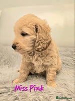 Goldendoodle dogs - Advert 1