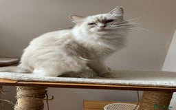 Ragdoll cats for sale: Ready to retire  - Image 2