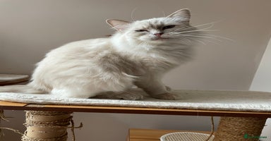 Ragdoll cats - Advert 7
