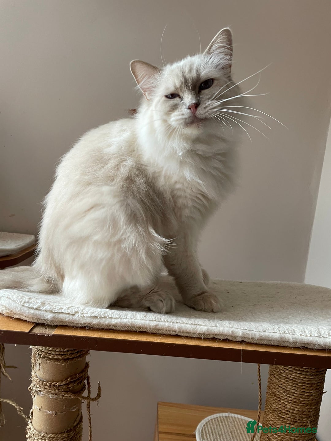 Ragdoll cats for sale: Ready to retire  - Image 2