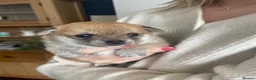 Pomchi dogs for sale: Pomchi puppies - Advert 24