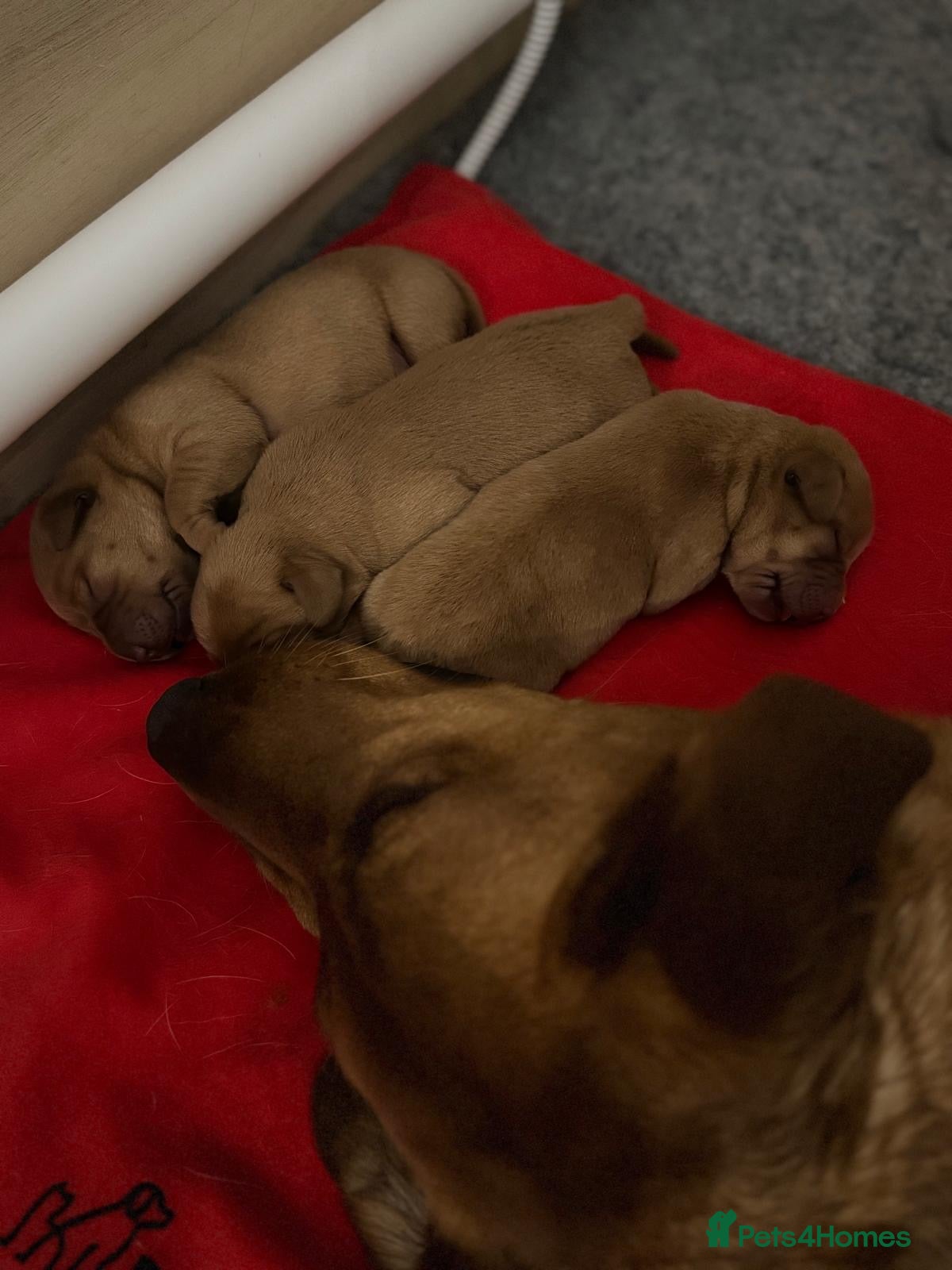 Labrador Retriever dogs Harleigh & FTCH Jarailstar Hogen of Stauntonvale - Advert 18
