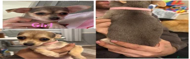 Chihuahua 2
