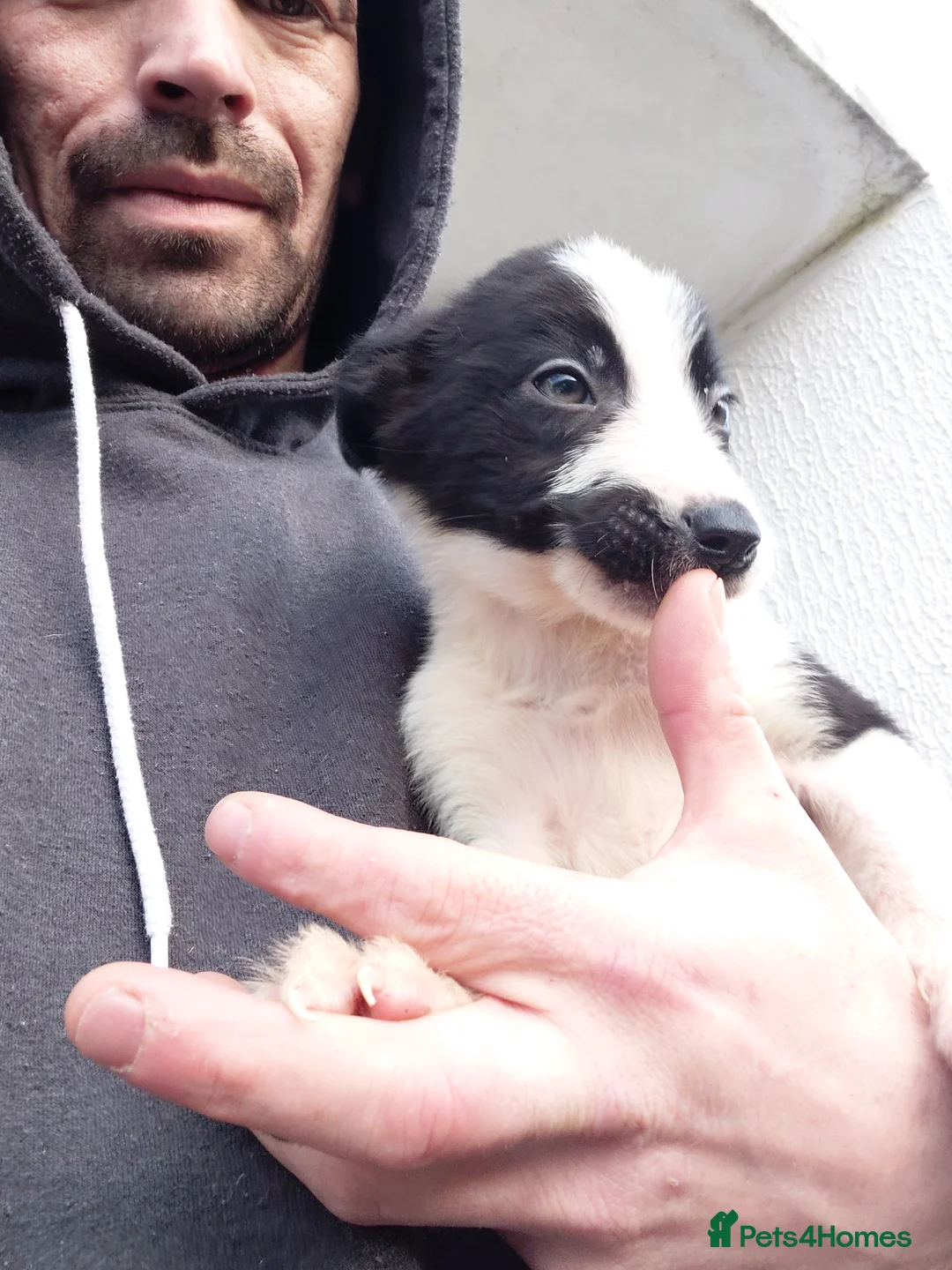 Border Collie dogs for sale: Border collie puppies tris + b/w - Advert 2