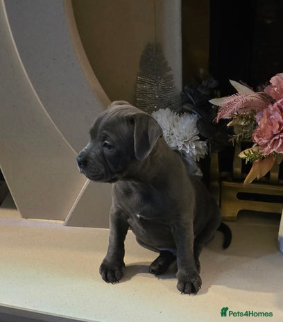 Staffordshire Bull Terrier dogs - Advert 8