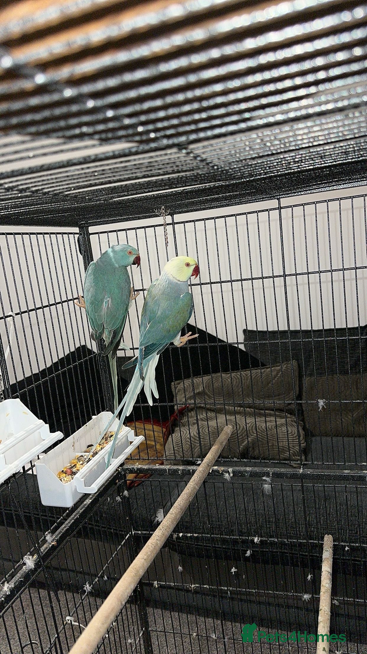 Ringnecks birds Breeding pairs of Indian ring neck BLUE - Advert 1