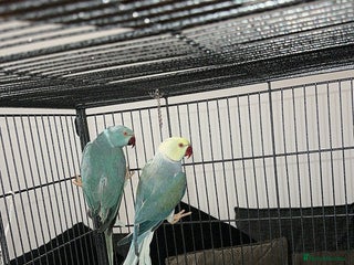 Ringnecks birds Breeding pairs of Indian ring neck BLUE - Advert 1