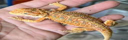 Bearded Dragon reptiles for sale: Red hypo trans Genetic Stripe Bearded Dragons - Advert 8
