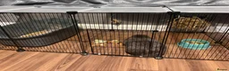 Mixed Breed rabbits for sale: Bernard Bunny - Advert 5