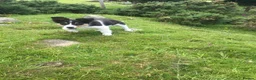 Border Collie dogs for sale: Border collie pups - Advert 3