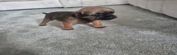 Border Terrier dogs for sale: Border terrier puppies  - Advert 6